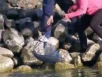 テカポ水路サーモンファーム